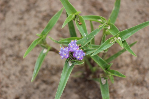 Cyanotis lanata