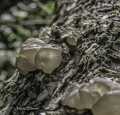 Exidia novozealandica