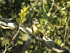 Indicator variegatus