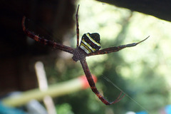 Argiope pulchella