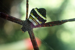 Argiope pulchella