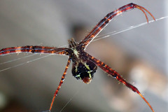 Argiope pulchella