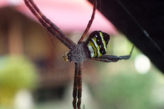 Argiope pulchella