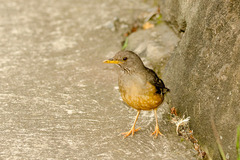 Turdus olivaceus pondoensis