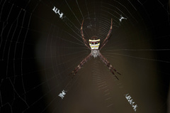 Argiope pulchella