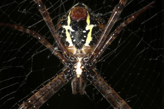 Argiope pulchella