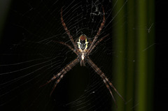 Argiope pulchella