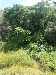 Comocladia macrophylla