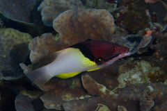 Bodianus mesothorax