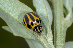Micraspis furcifera