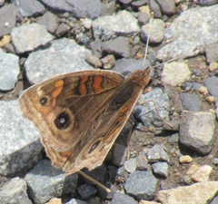 Junonia