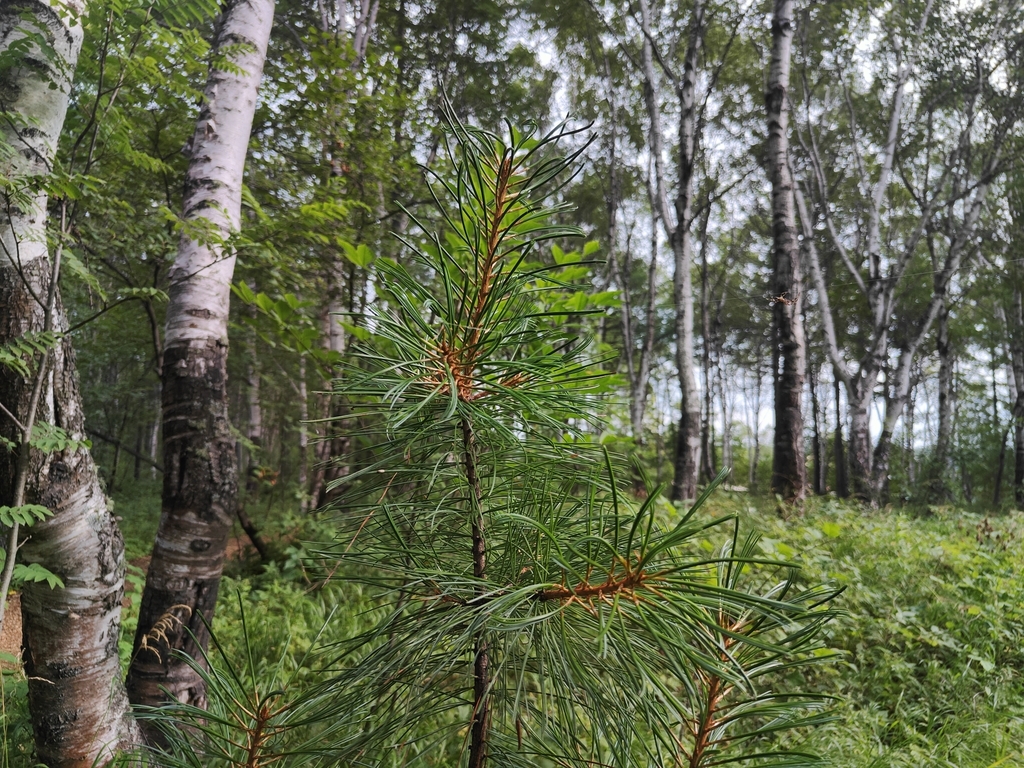 Pinus koraiensis; photograph (c) Anastasia Balaeva, some rights reserved (CC BY)