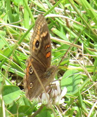 Junonia