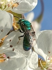 Augochloropsis humeralis