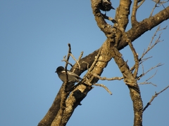 Melaniparus niger niger