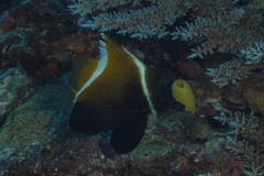 Heniochus varius