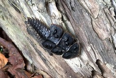 Platerodrilus ruficollis