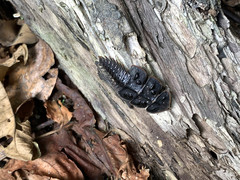 Platerodrilus ruficollis