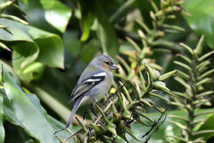 Fringilla coelebs moreletti
