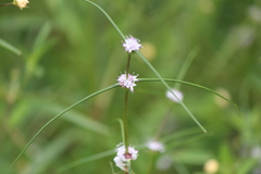 Spermacoce filifolia image