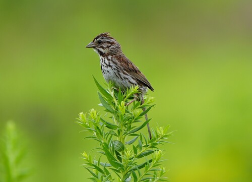 Song Sparrow photographed in Connecticut