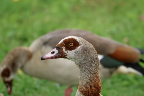 Ganso del Nilo (Alopochen aegyptiaca)