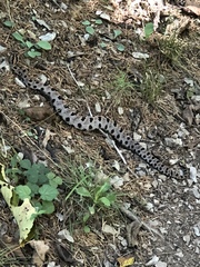 Sistrurus miliarius streckeri