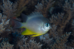 Amblyglyphidodon orbicularis