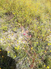 Melampodium linearilobum