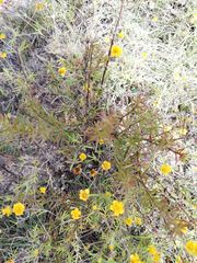 Melampodium linearilobum