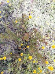 Melampodium linearilobum