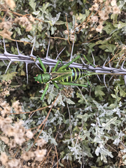 Neobarrettia spinosa