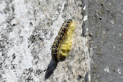 Cotesia glomerata bracovirus