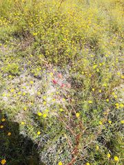 Melampodium linearilobum