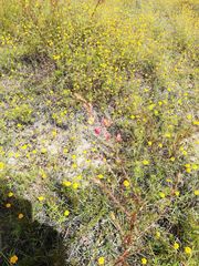 Melampodium linearilobum