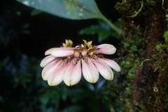 Bulbophyllum andersonii