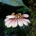 Bulbophyllum andersonii - Photo (c) Ngoc Bon Trinh,  זכויות יוצרים חלקיות (CC BY-NC), הועלה על ידי Ngoc Bon Trinh