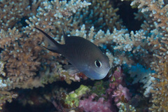 Chromis ternatensis