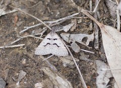 Dichromodes atrosignata