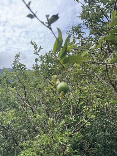 Psidium guajava - Whole tree