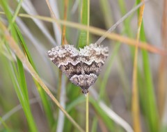 Dichromodes ainaria