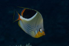 Chaetodon ephippium