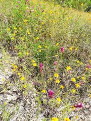 Melampodium linearilobum