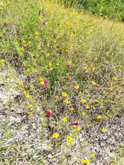 Melampodium linearilobum