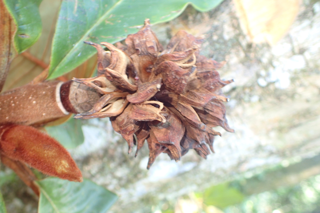 Magnolia dandyi (Magnolia dandyi)