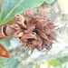 Magnolia dandyi - Photo (c) Ngoc Bon Trinh, some rights reserved (CC BY-NC), uploaded by Ngoc Bon Trinh