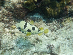 Diodon liturosus
