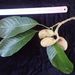 Magnolia citrata - Photo (c) Ngoc Bon Trinh, alguns direitos reservados (CC BY-NC), uploaded by Ngoc Bon Trinh