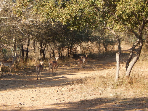 Impala