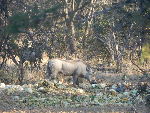 Southern Warthog